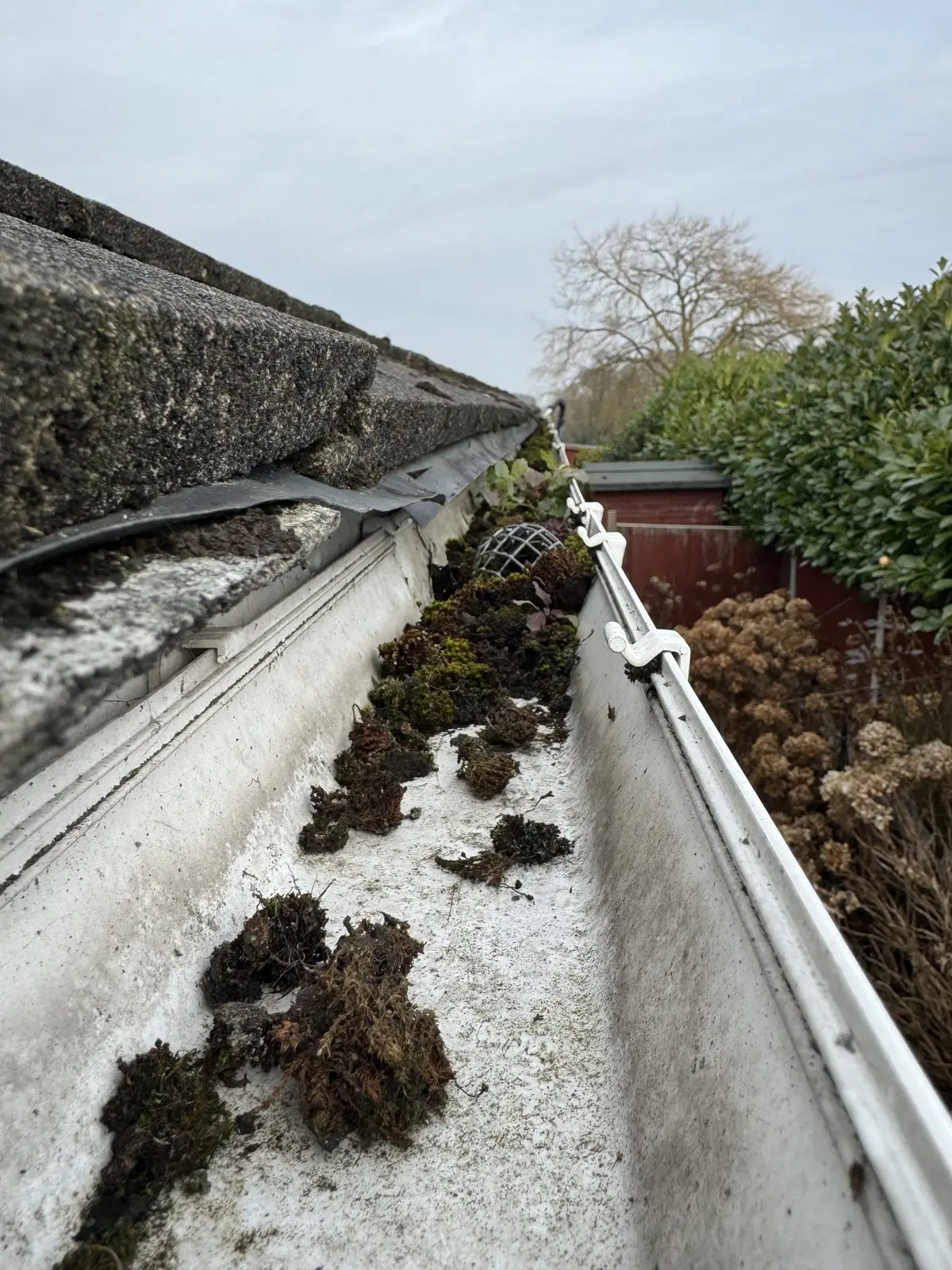 Gutter before clearing, packed with moss, leaves and debris