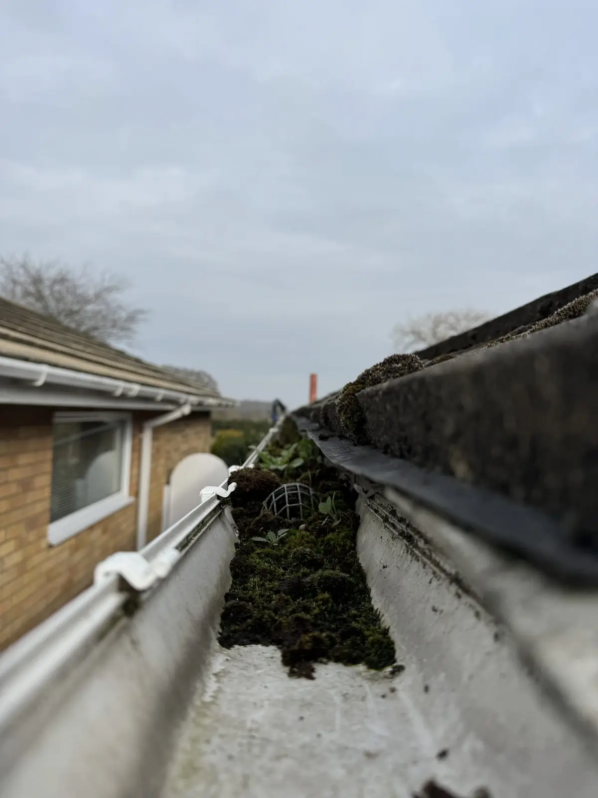 Blocked gutter before clearing, overgrown with moss